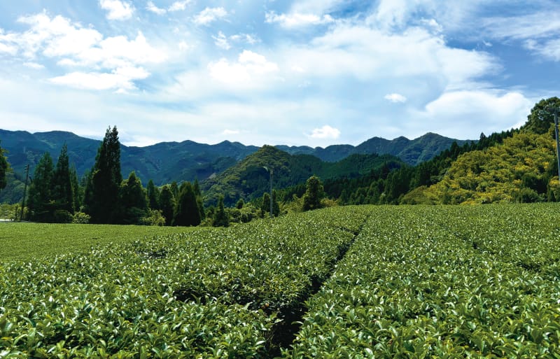 幸せな時間をもたらす、クッキーとお茶のマリアージュ