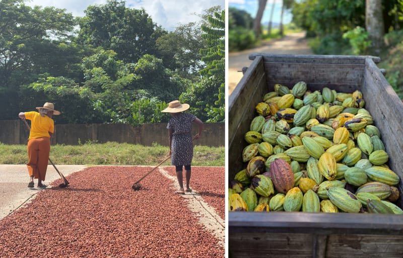 鈴木シェフのカカオ産地探訪記