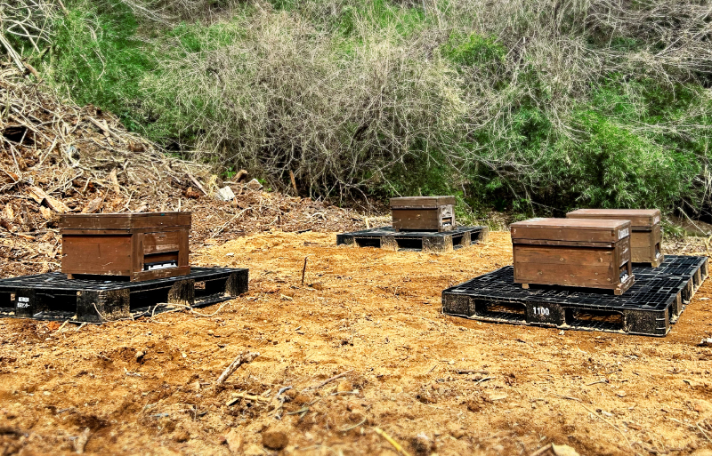 アトリエうかいの養蜂2026~巣箱設置~