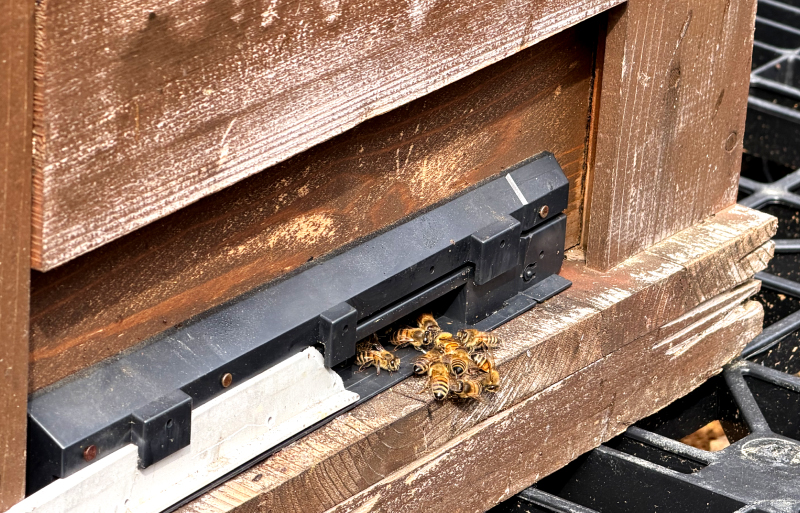 アトリエうかいの養蜂2026~巣箱設置~